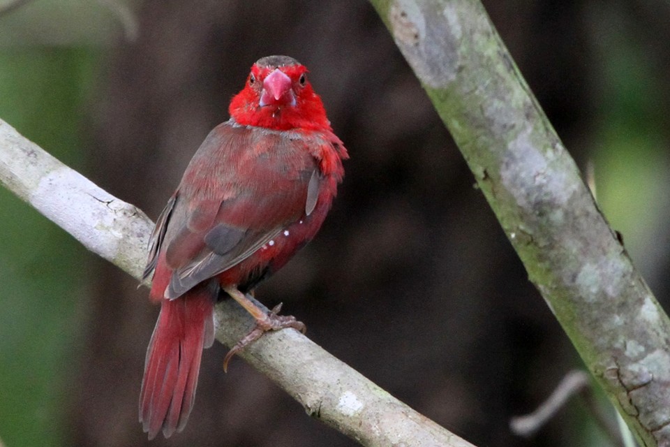 Crimson Finch (Neochmia phaeton)